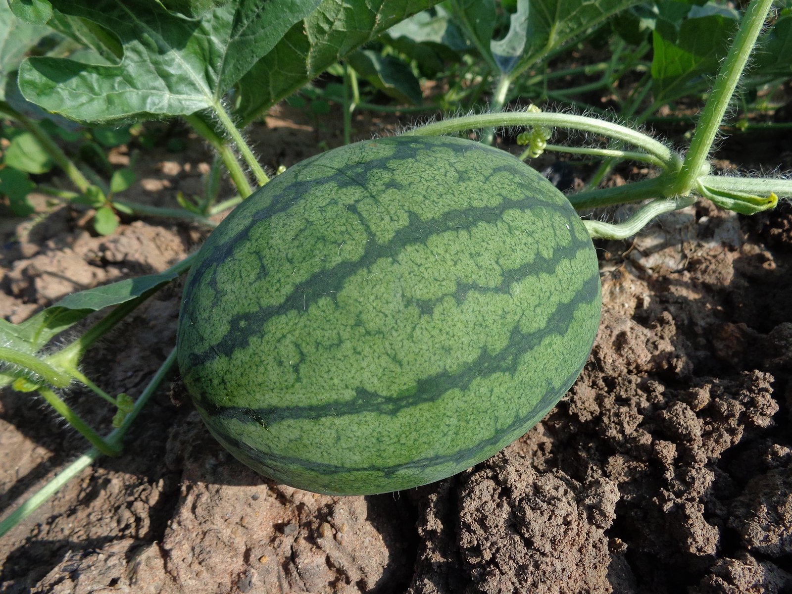A farmer inspecting a watermelon crop